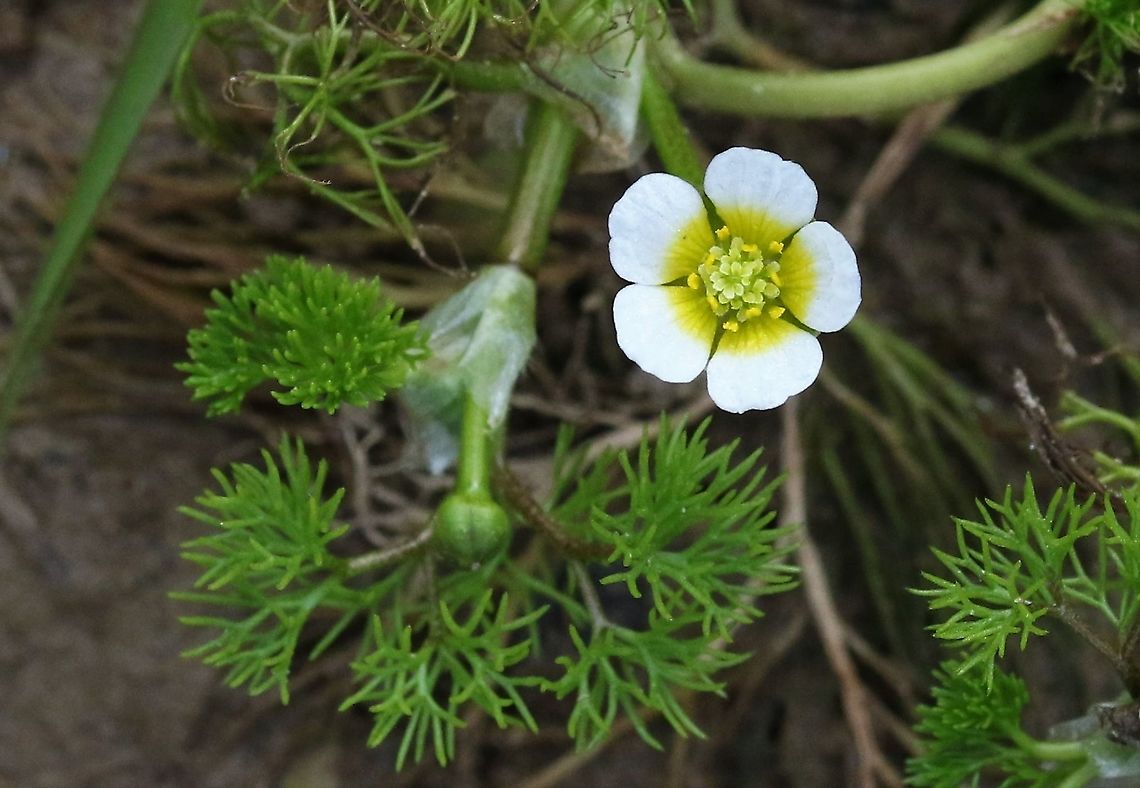 Water Crowfoot, Ranunculus aquatilis 2 A plant that is one of the reasons why the river Eden &amp; its tributaries are designated as a European Special Area of Conservation (SAC), here in flower early because its pond area is drying out Cumbria,Kings Meaburn,Ranunculus aquatilis,Water Crowfoot