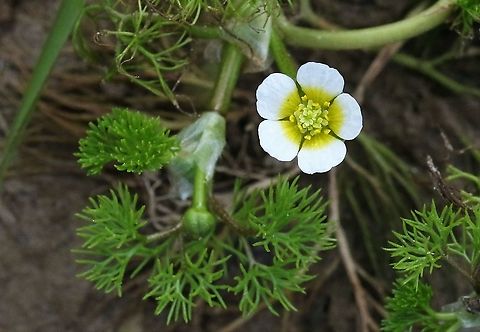 Water Crowfoot, Ranunculus aquatilis 2 A plant that is one of the reasons why the river Eden & its tributaries are designated as a European Special Area of Conservation (SAC), here in flower early because its pond area is drying out Cumbria,Kings Meaburn,Ranunculus aquatilis,Water Crowfoot