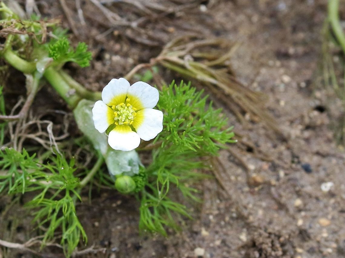 Water Crowfoor, Ranunculus aquatilis 3 A plant that is one of the reasons why the river Eden &amp; its tributaries are designated as a European Special Area of Conservation (SAC), here in flower early because its pond area is drying out Cumbria,Kings Meaburn,Ranunculus aquatilis,Water Crowfoot