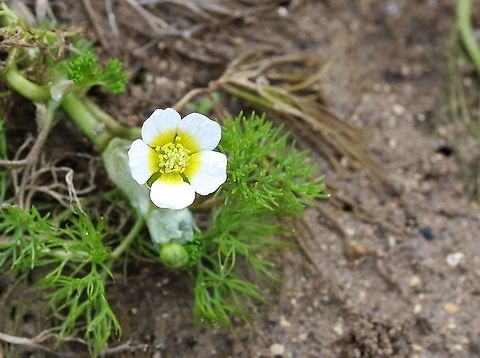 Water Crowfoor, Ranunculus aquatilis 3 A plant that is one of the reasons why the river Eden & its tributaries are designated as a European Special Area of Conservation (SAC), here in flower early because its pond area is drying out Cumbria,Kings Meaburn,Ranunculus aquatilis,Water Crowfoot