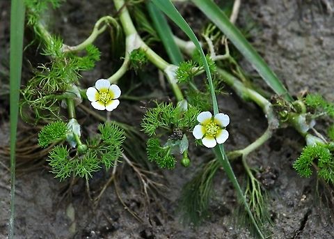Water Crowfoot, Ranunculus aquatilis A plant that is one of the reasons why the river Eden & its tributaries are designated as a European Special Area of Conservation (SAC), here in flower early because its pond area is drying out Cumbria,Kings Meaburn,Ranunculus aquatilis,Water Crowfoot