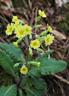 False Oxlip In our local woodland Cumbria,False oxlip,Kings Meaburn,Primula veris x vulgaris