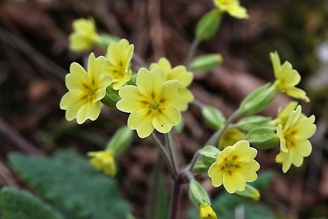 False Oxlip In our old woodland Cumbria,False oxlip,Kings Meaburn,Primula veris x vulgaris