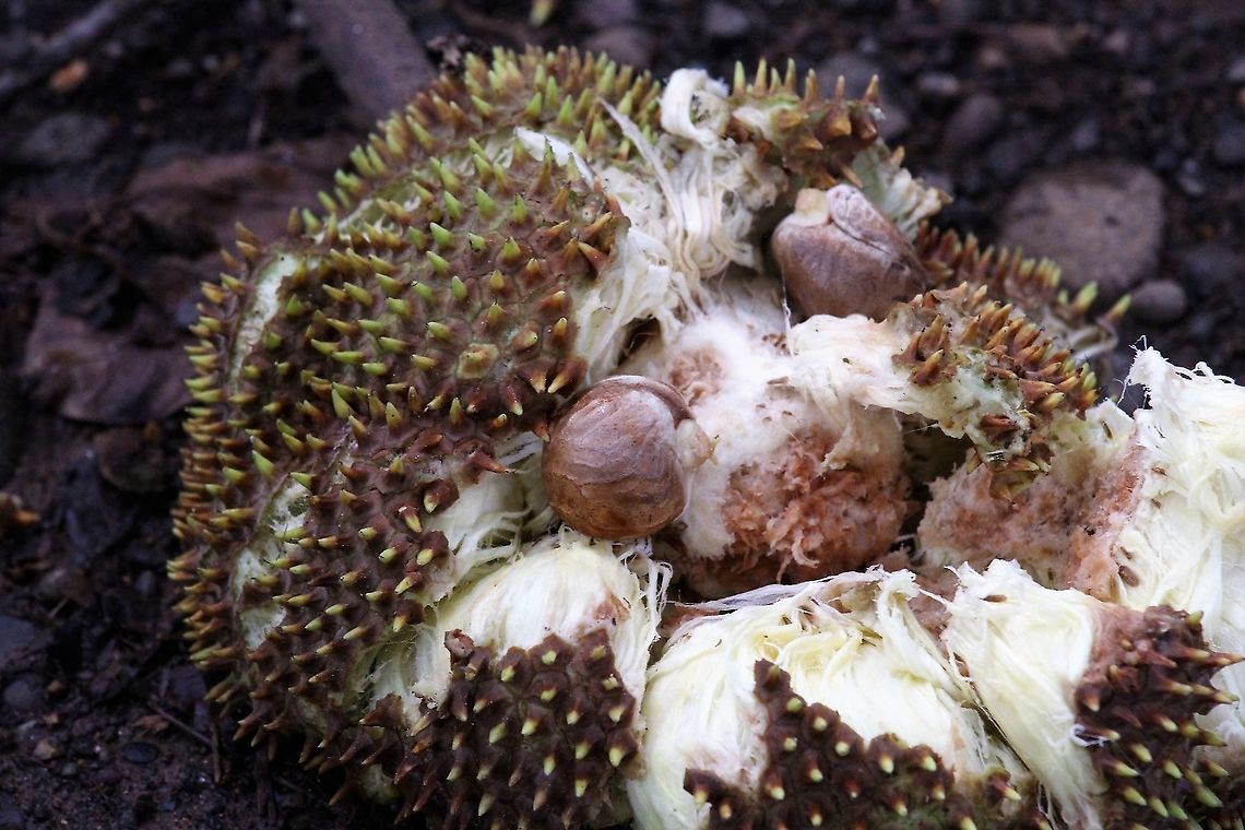 Artocarpus altilis Fallen ripe breadfruit  Artocarpus altilis,Breadfruit,Costa Rica,maquenque lodge