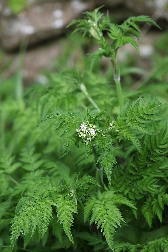 Cow Parsley Cow Parsley, known as &quot;Kesh&quot; in Cumbria - the 1st Umbelllifer of the year to flower.   Anthriscus sylvestris,Cow parsley,Cumbria,Kings Meaburn