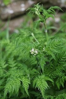 Cow Parsley Cow Parsley, known as "Kesh" in Cumbria - the 1st Umbelllifer of the year to flower.   Anthriscus sylvestris,Cow parsley,Cumbria,Kings Meaburn
