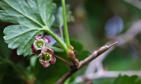 Ribes uva-crispa, Wild Gooseberry The beautiful flowers of the gooseberry Cumbria,Gooseberry,Kings Meaburn,Ribes uva-crispa