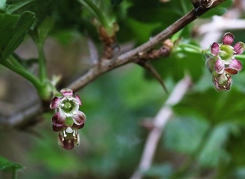 Wild gooseberry The flowers of our hedgerow gooseberries Cumbria,Gooseberry,Kings Meaburn,Ribes uva-crispa