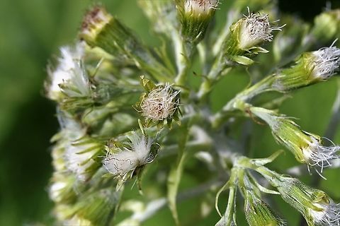 White Butterbur The 2nd butterbur, I know from home. Cumbria,Kings Meaburn,Petasites albus,White Butterbur