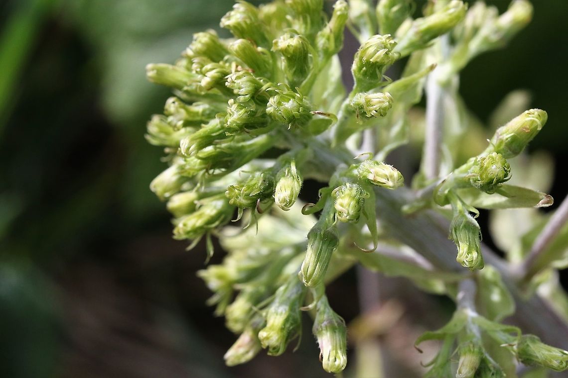White Butterbur  Cumbria,Kings Meaburn,Petasites albus,White Buterbur
