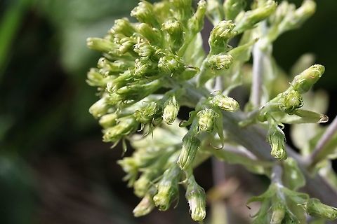 White Butterbur  Cumbria,Kings Meaburn,Petasites albus,White Buterbur