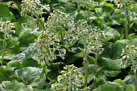 White Butterbur, Petasites albus The other butterbur that I know at home. Cumbria,Kings Meaburn,Petasites albus,White Butterbur