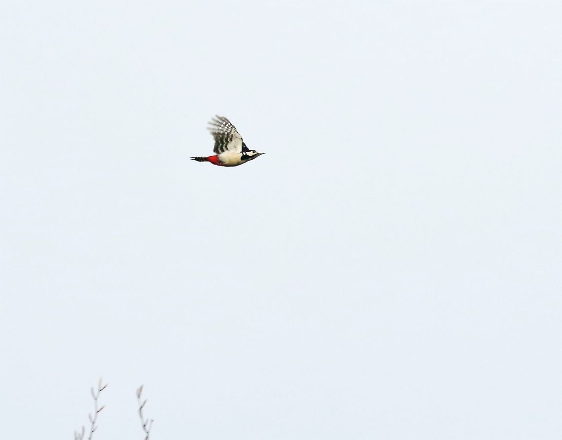 Greater Spotted Woodpecker in flight Zooming about! Cumbria,Dendrocopos major,Great Spotted Woodpecker,Kings Meaburn