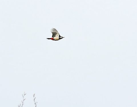 Greater Spotted Woodpecker in flight Zooming about! Cumbria,Dendrocopos major,Great Spotted Woodpecker,Kings Meaburn