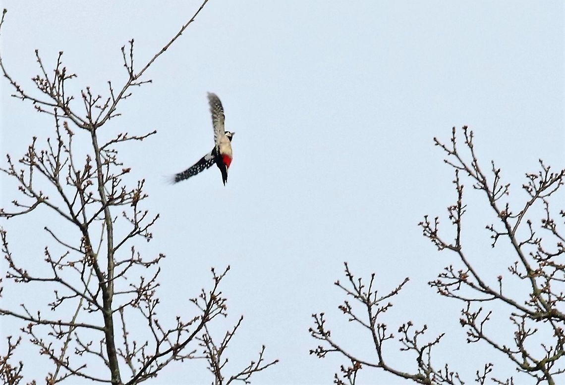Greater Spotted Woodpecker in flight Up, up and away Cumbria,Dendrocopos major,Great Spotted Woodpecker,Kings Meaburn