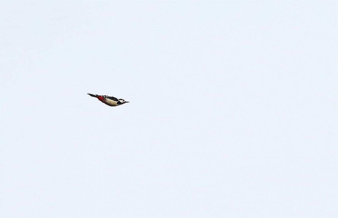 Greater Spotted Woodpecker in flight Woodpecker in typical bobbing torpedo-like flight Cumbria,Dendrocopos major,Great Spotted Woodpecker,Kings Meaburn