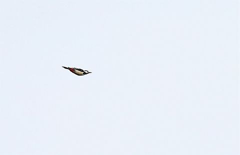 Greater Spotted Woodpecker in flight Woodpecker in typical bobbing torpedo-like flight Cumbria,Dendrocopos major,Great Spotted Woodpecker,Kings Meaburn