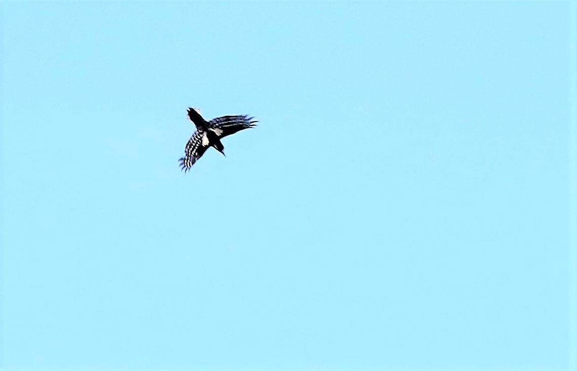 Lesser Spotted Woodpecker in flight two thirds the size and much less seen than the &quot;Greater&quot; Cumbria,Dendrocopos minor,Kings Meaburn,Lesser Spotted Woodpecker