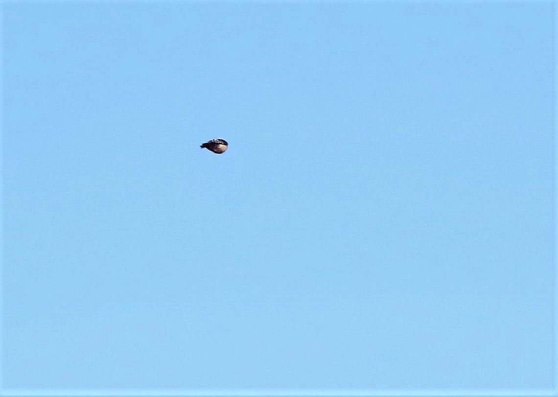 Lesser Spotted Woodpecker in flight  Cumbria,Dendrocopos minor,Kings Meaburn,Lesser Spotted Woodpecker