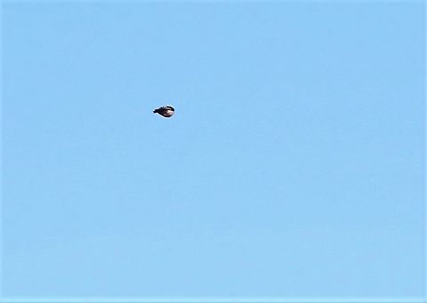 Lesser Spotted Woodpecker in flight  Cumbria,Dendrocopos minor,Kings Meaburn,Lesser Spotted Woodpecker