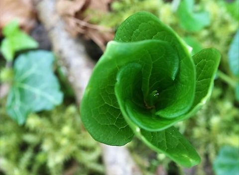 Herb Paris unfurling An ancient woodland indicator and I love the way it unfurls Cumbria,Kings Meaburn,Paris quadrifolia,True lover's knot