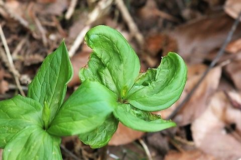 Herb Paris unfurling Love the way it unfurls - It is an ancient woodland indicator Cumbria,Kings Meaburn,Paris quadrifolia,True lover's knot