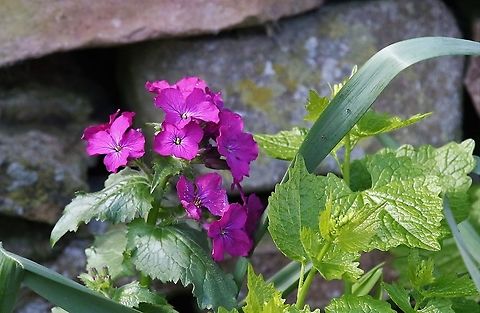 Honesty Growing in the middle of our village Annual honesty,Kings Meaburn,Lunaria annua