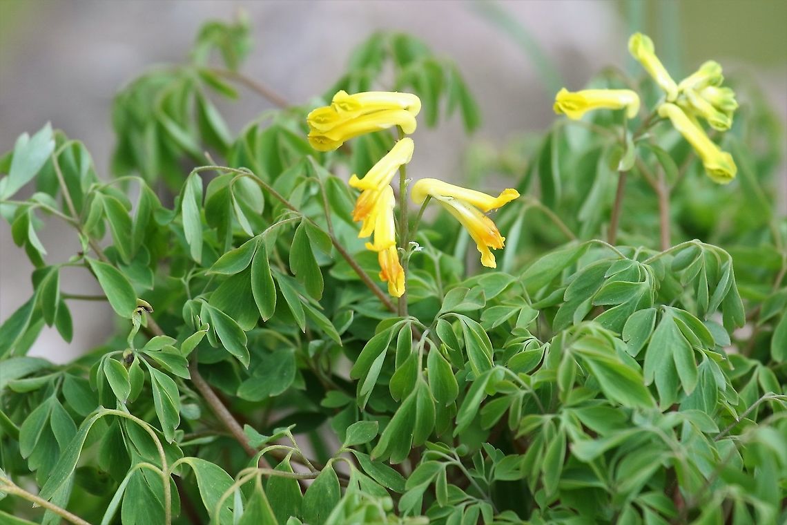 Yellow Corydalis We have a lot of this growing in limestone walls - it likes the alkaline Cumbria,Kings Meaburn,Pseudofumaria lutea,Yellow corydalis