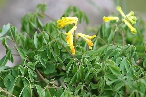 Yellow Corydalis We have a lot of this growing in limestone walls - it likes the alkaline Cumbria,Kings Meaburn,Pseudofumaria lutea,Yellow corydalis