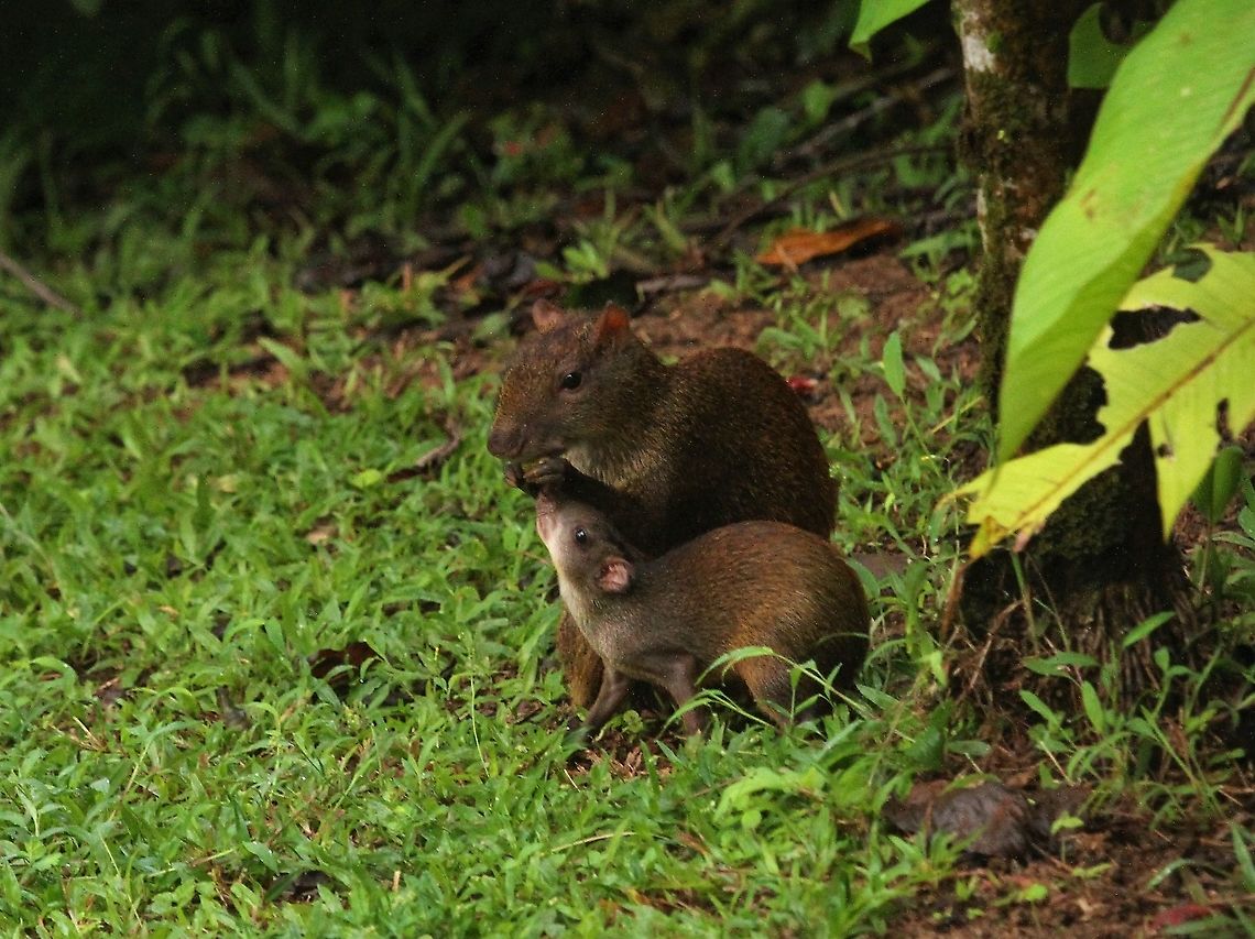 Agouti with young An agouti adult with young Central American agouti,Costa Rica,Dasyprocta punctata,La Cusinga