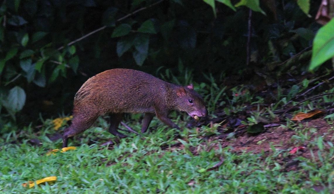 Agouti Agouti with large nut Central American agouti,Dasyprocta punctata,La Cusinga,costa