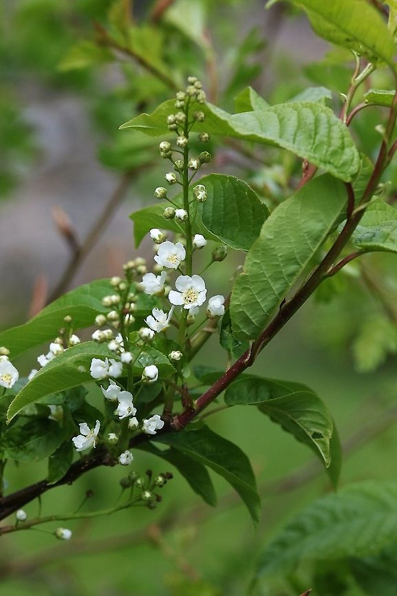 Prunus padus, Bird Cherry A good hedgerow member of the prunus family here - very pretty flowers Cumbria,Kings Meaburn,Prunus padus,prunus padus