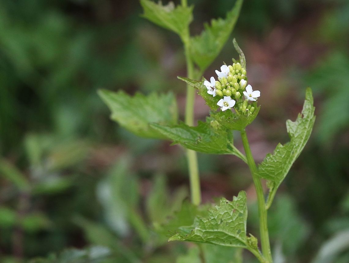 Jack by the Hedge - Alliaria petiolata A prominent biennial in the hedge bottoms, can be used for its garlic properties Alliaria petiolata,Cumbria,Garlic mustard,Kings Meaburn