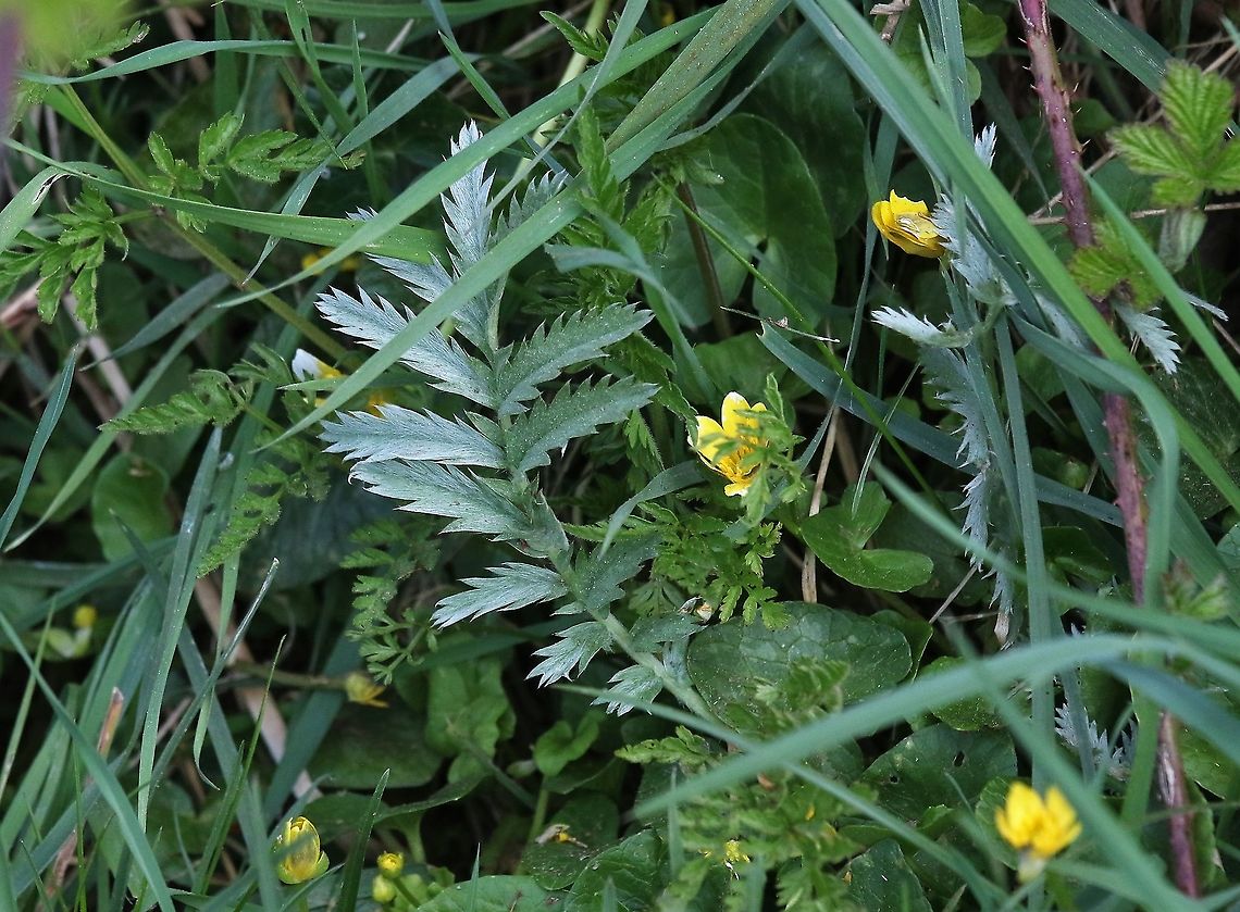 Silverweed cinquefoil, UK  Argentina anserina,Silverweed cinquefoil