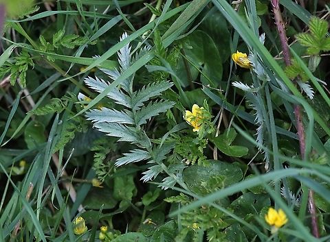 Silverweed cinquefoil, UK  Argentina anserina,Silverweed cinquefoil