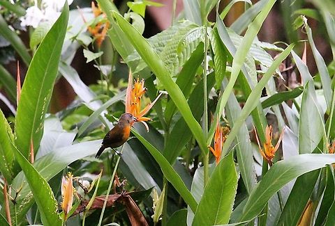 Female Cherrie's Tanager These tanagers collecting seeds from the heliconias Cherries tanager,Costa Rica,La Cusinga,Ramphocelus costaricensis