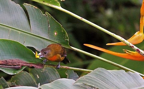 Cherrie's Tanager, female Female tanager eating seeds from heliconia Cherries tanager,Costa Rica,La Cusinga,Ramphocelus costaricensis
