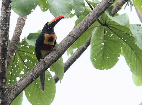 Fiery-billed Aracari Fabulously coloured aracari Costa Rica,Fiery-billed aracari,La Cusinga,Pteroglossus frantzii