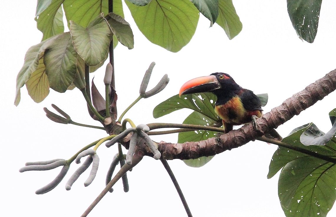 Fiery-billed Aracari A real beauty! Costa Rica,Fiery-billed aracari,La Cusinga,Pteroglossus frantzii