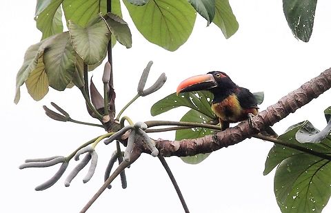Fiery-billed Aracari A real beauty! Costa Rica,Fiery-billed aracari,La Cusinga,Pteroglossus frantzii
