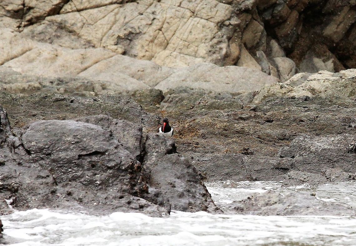 American Oystercatcher On island in Marino Ballena NP American Oystercatcher,Costa Rica,Haematopus palliatus,Marino Ballena NP