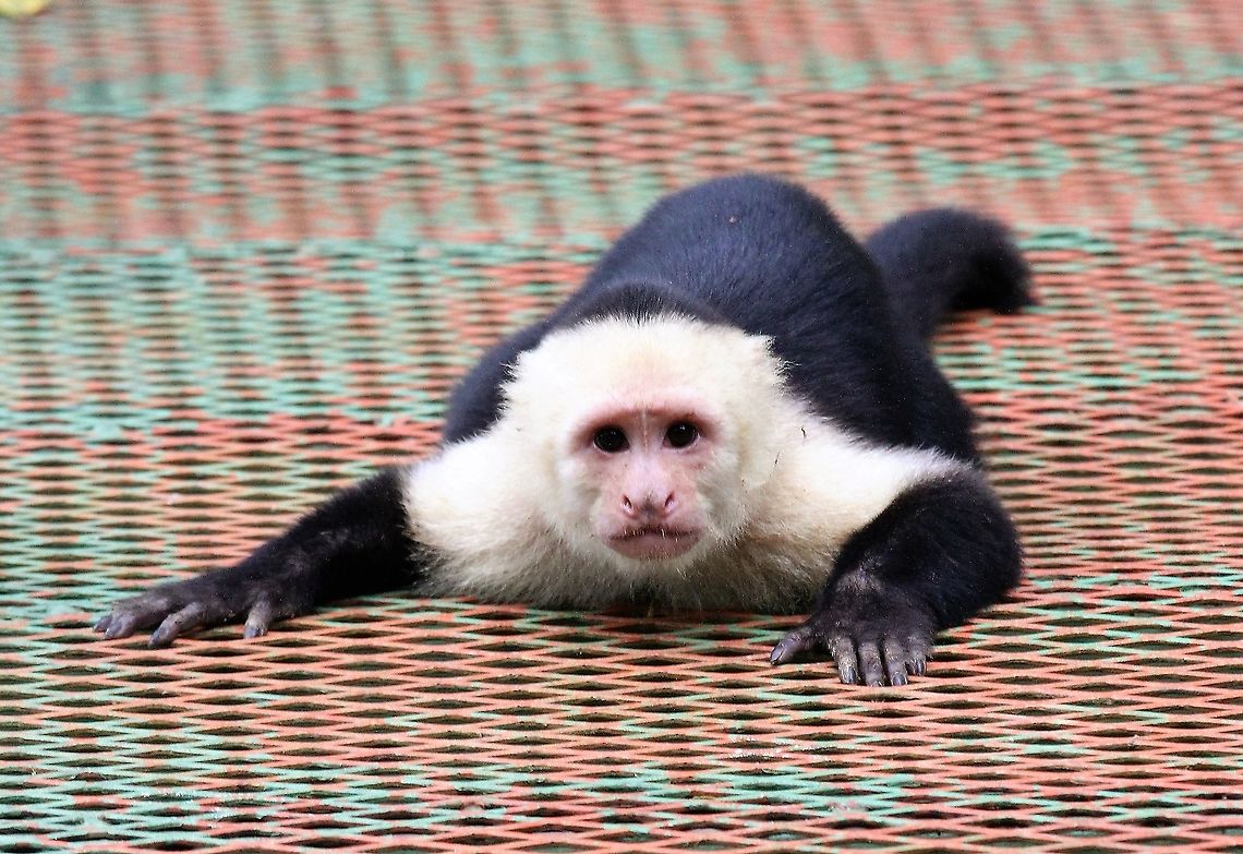 Troop leader - Panamanian White-faced Capuchin This was the troop leader he became very agitated when we were crossing a footbridge Cebus imitator,Costa Rica,La Cusinga,Panamanian white-faced capuchin