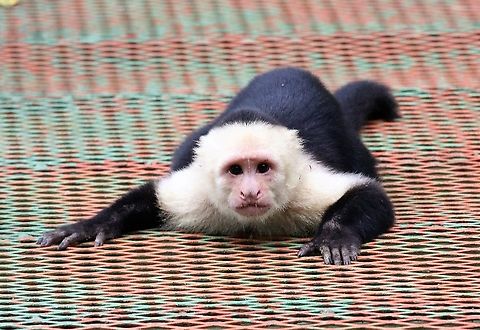 Troop leader - Panamanian White-faced Capuchin This was the troop leader he became very agitated when we were crossing a footbridge Cebus imitator,Costa Rica,La Cusinga,Panamanian white-faced capuchin