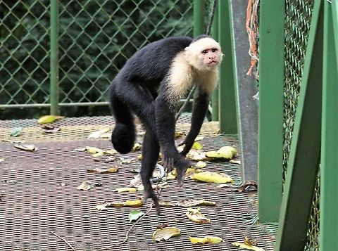 Agitated troop leader - Panamanian White-faced Capuchin Threat behaviour from the troop leader of approximately 30 capuchins Cebus imitator,Costa Rica,La Cusinga,Panamanian white-faced capuchin