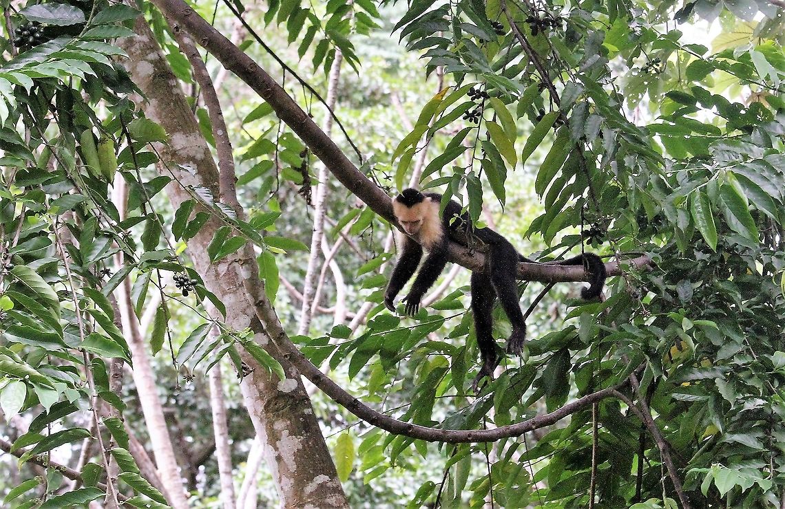 Panamanian White-faced Capuchin, Chilling! De-stressing Capuchin! Cebus imitator,Costa Rica,La Cusinga,Panamanian white-faced capuchin