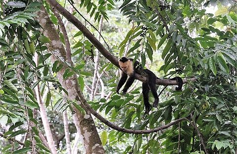 Panamanian White-faced Capuchin, Chilling! De-stressing Capuchin! Cebus imitator,Costa Rica,La Cusinga,Panamanian white-faced capuchin