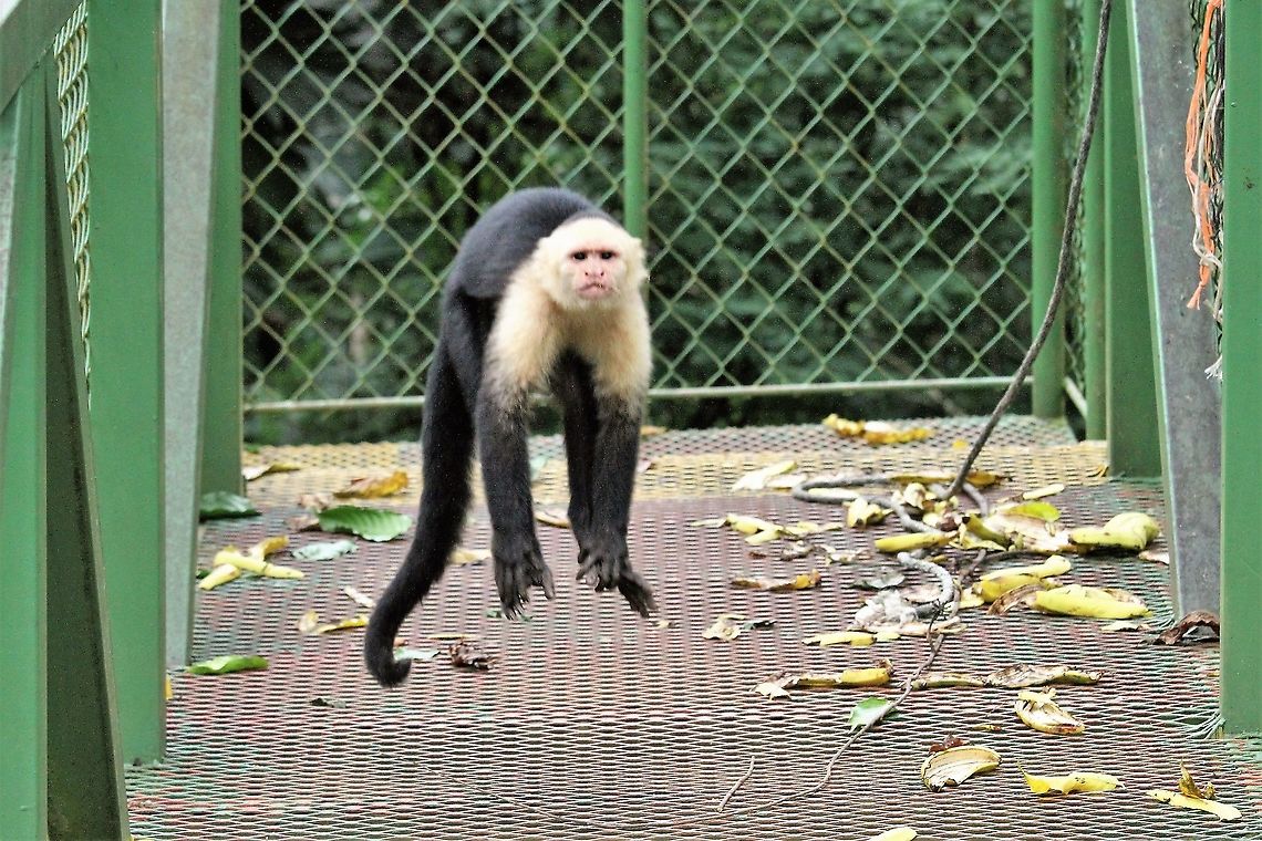 Agitated Troop leader - Panamanian White-faced Capuchin Threat behaviour from the troop leader Cebus imitator,Costa Rica,La Cusinga,Panamanian white-faced capuchin