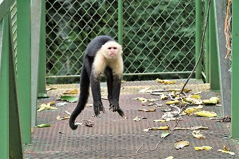 Agitated Troop leader - Panamanian White-faced Capuchin Threat behaviour from the troop leader Cebus imitator,Costa Rica,La Cusinga,Panamanian white-faced capuchin