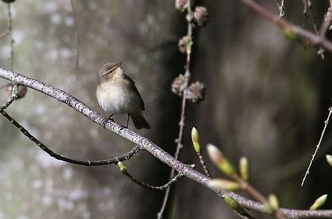 Chiffchaff in woodland Thought this was a Whitethroat but thanks to Thibaud, I know this is not the case.  I now believe it to be a Chiffchaff Common chiffchaff,Cumbria,Kings Meaburn,Phylloscopus collybita