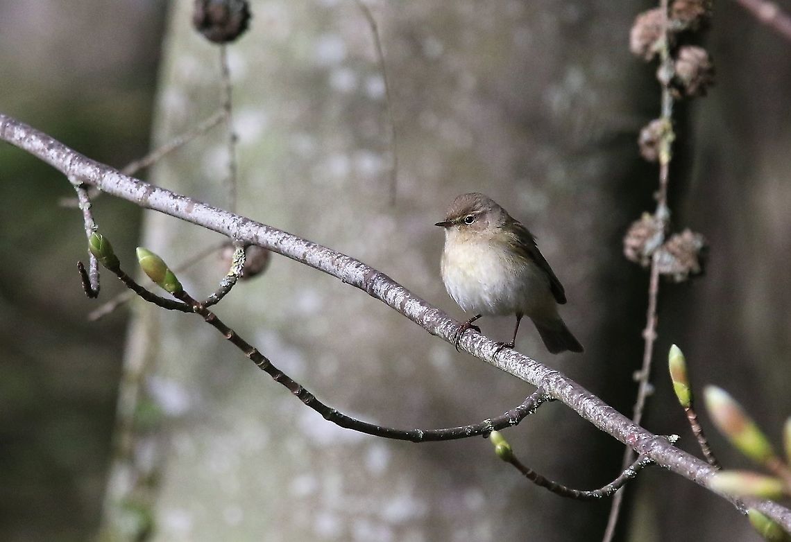 Whitethroat Catching the early morning sun Common whitethroat,Cumbria,Kings Meaburn,Sylvia communis
